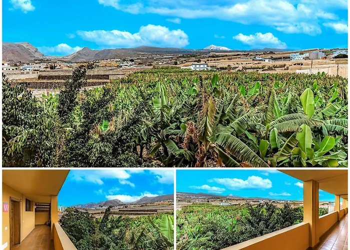 Sunflower Sea And Teide View